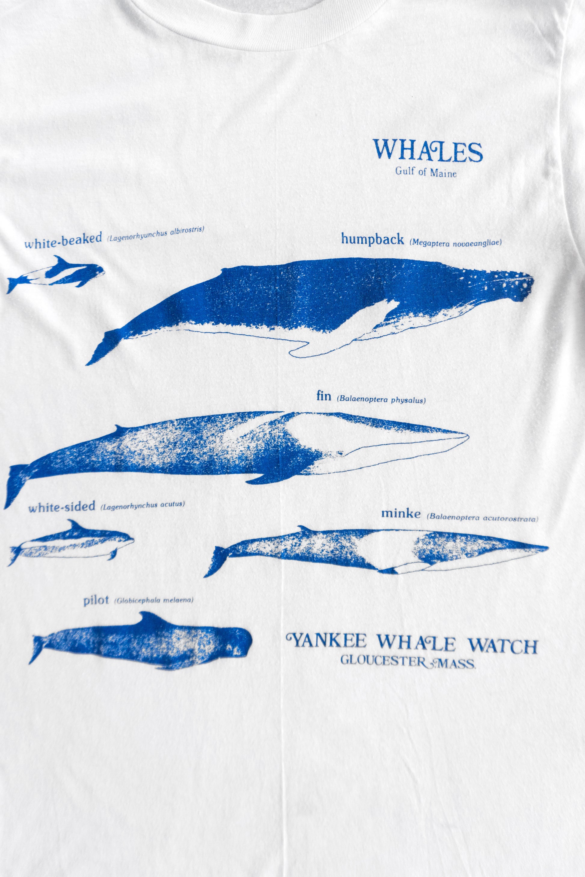 (M) 1980’S VINTAGE WHALES OF THE WORLD TEE